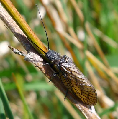 Alder Fly. Sialis species