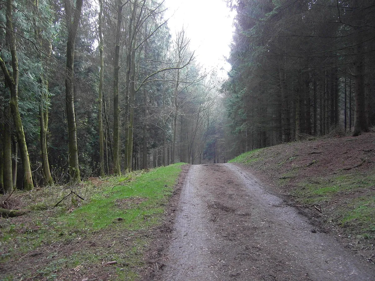 Access road to Ashtonwood House through Ashton Woods