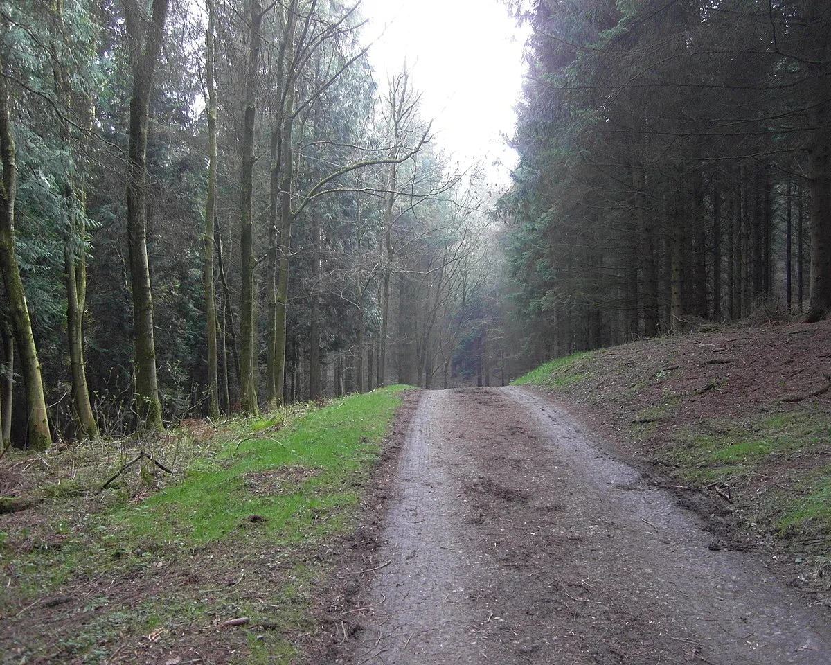 Access road to Ashtonwood House through Ashton Woods