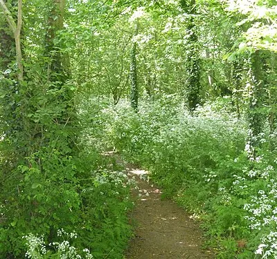 Ashen Copse