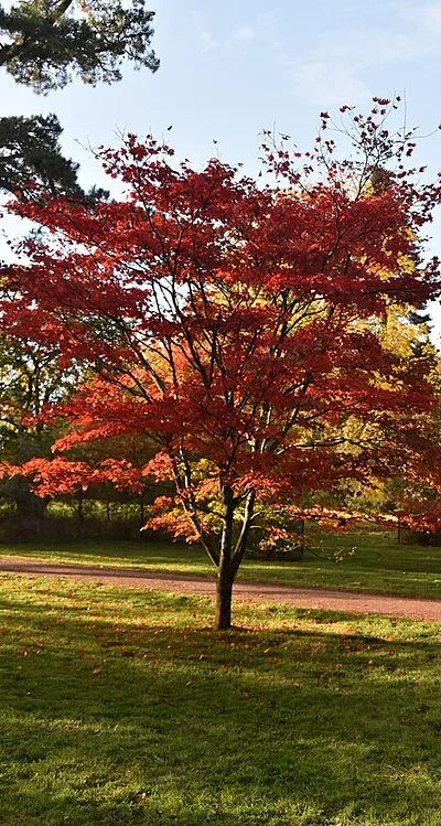 Autumn colours, Westonbirt Arboretum
