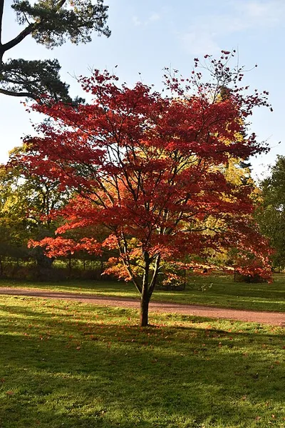 Autumn colours, Westonbirt Arboretum