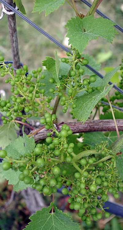 Woodchester Valley Vineyard - grapes