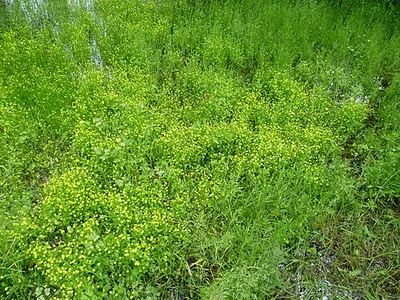 Badgeworth buttercup (Adder's-tongue Spearwort - Ranunculus ophioglossifolius) flowering in June 2012 at Gloucestershire Wildlife Trust nature reserve (Gloucestershire, England)