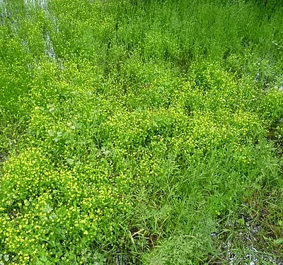 Badgeworth buttercup (Adder's-tongue Spearwort - Ranunculus ophioglossifolius) flowering in June 2012 at Gloucestershire Wildlife Trust nature reserve (Gloucestershire, England)