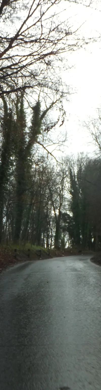 A wet winter's day in Salthrop Wood