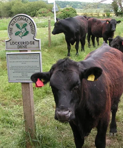 Cows at Lockeridge Dene