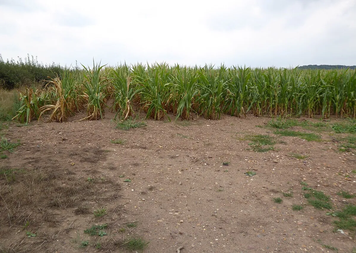 A field of maize