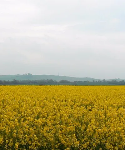 A field of oilseed rape near Highway, Wiltshire Yet another field full of this economically significant crop. Visible on the skyline is the Lansdowne monument su0469]
