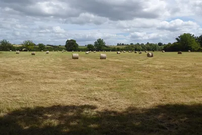 A field of hay bales