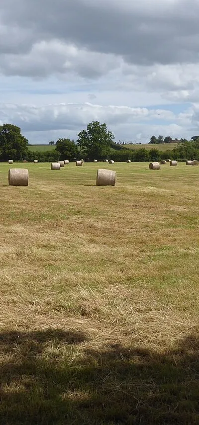 A field of hay bales