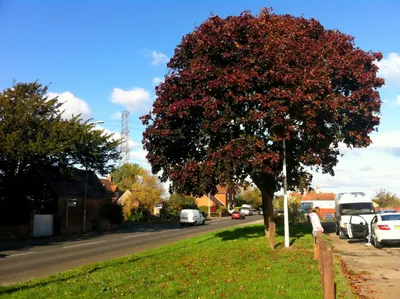 Bronze maple by the A38