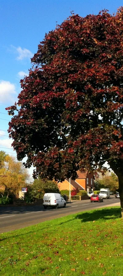 Bronze maple by the A38