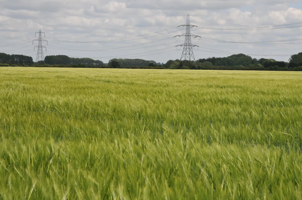 Barley field, Buckland Marsh