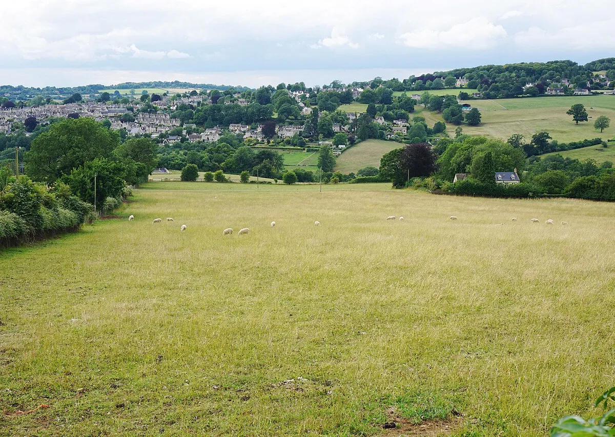 A field of sheep near Painswick