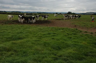 Cattle near Tirley Cattle in a field to the north of the village of Tirley.