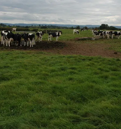 Cattle near Tirley Cattle in a field to the north of the village of Tirley.
