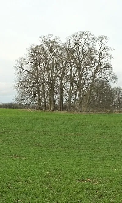 Clump of trees near Little Barrington