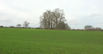 Clump of trees near Little Barrington
