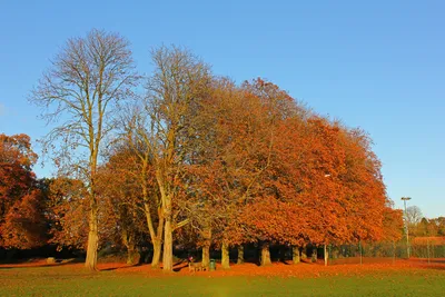 Autumn Colour, Shrivenham