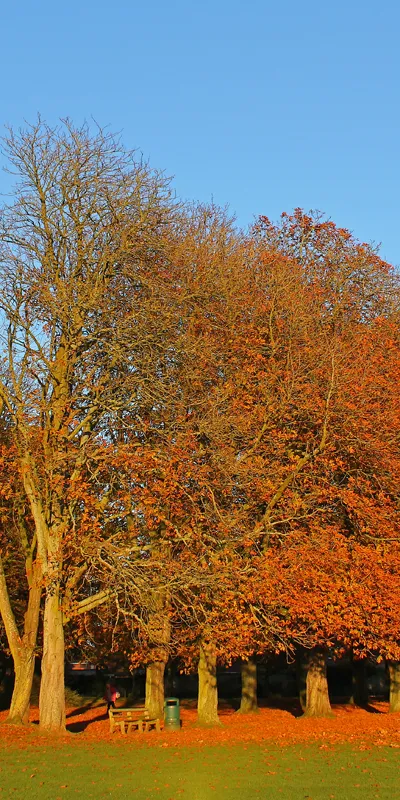 Autumn Colour, Shrivenham