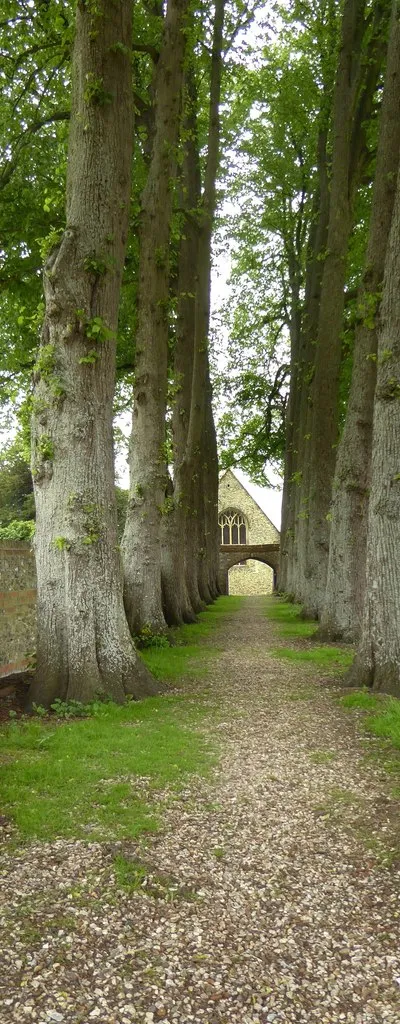 Avenue of lime-trees, Great Shefford