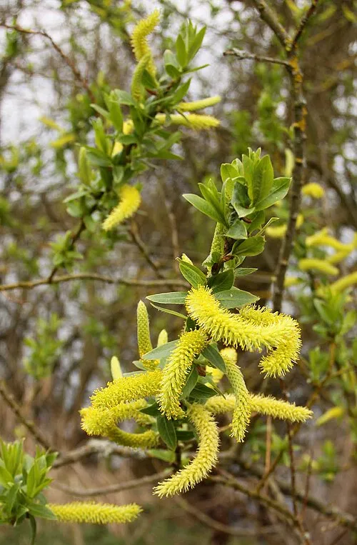 Catkins by the lake
