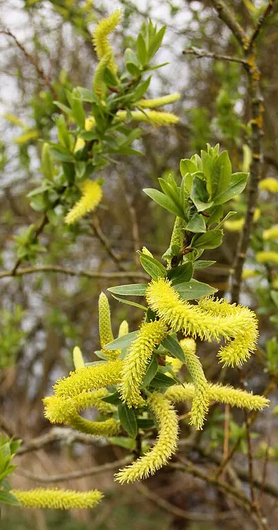 Catkins by the lake