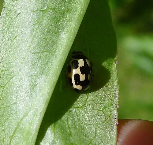 .Propylea 14-punctata. Coccinellidae