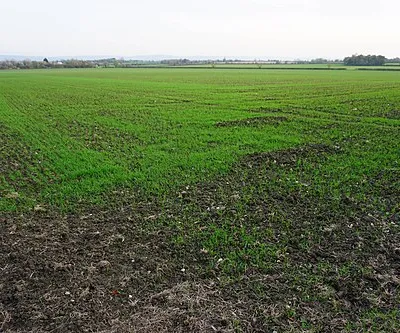 A new crop appearing near Southwick Farm
