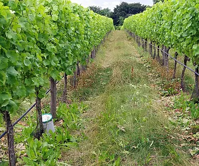 Woodchester Valley Vineyard