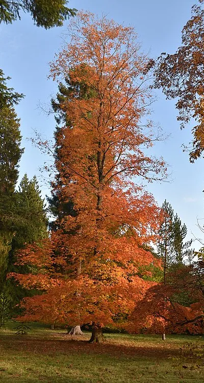 Autumn colours, Westonbirt Arboretum