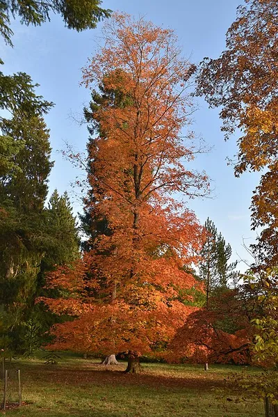 Autumn colours, Westonbirt Arboretum