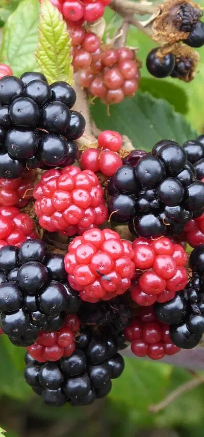 Blackberries