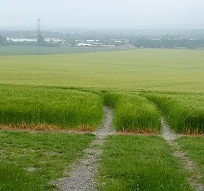 Barley field below Roundway Hill