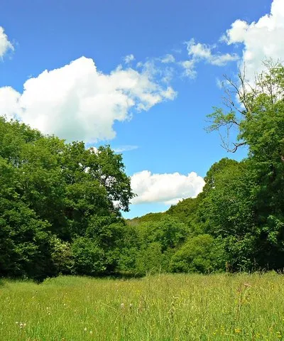 Clearing in Siccaridge Wood near Frampton Mansell