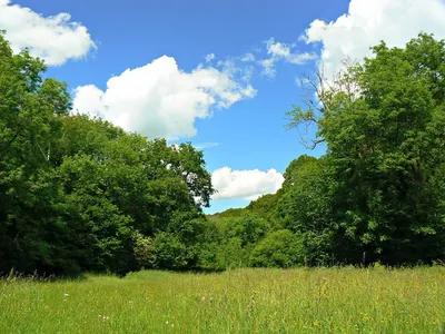 Clearing in Siccaridge Wood near Frampton Mansell