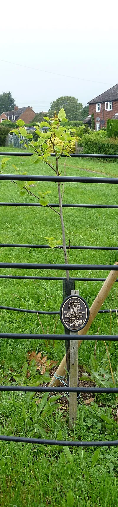 Commemorative tree