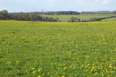 A field of dandelions