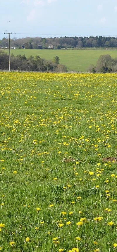 A field of dandelions