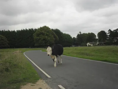 Cattle crossing!