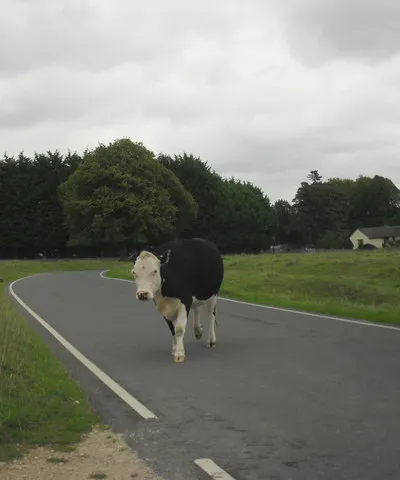 Cattle crossing!