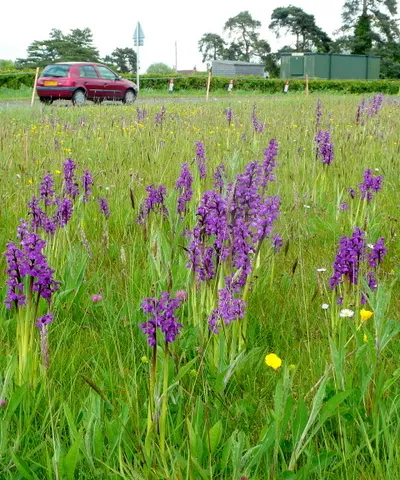 Colony of Green-winged orchid at Welland The patch of Orchis morio is protected from mowing until the seed is set.
A true delight to see!