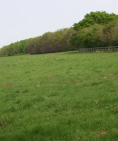 Boreham Down Looking along the edge of Wools Grove, part of West Woods.