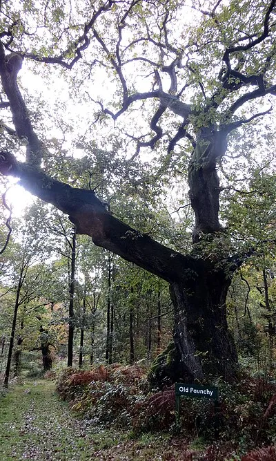 Old Paunchy - Savernake - Nov 2012