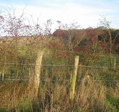 Colourful hedgerow
