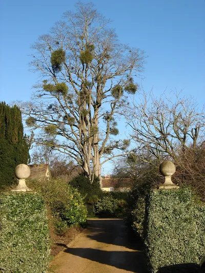 A fine display of mistletoe!