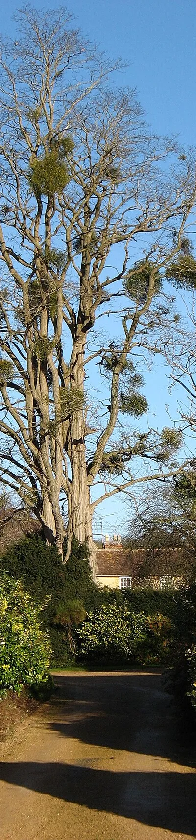 A fine display of mistletoe!