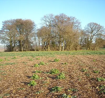 Lewisham Castle