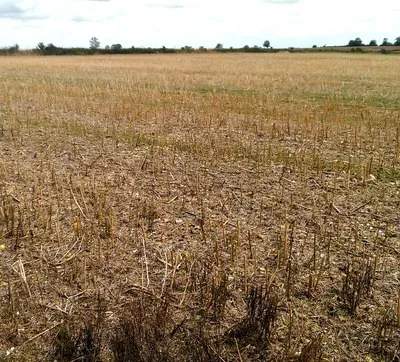 A field near Upper Upham, Wiltshire
